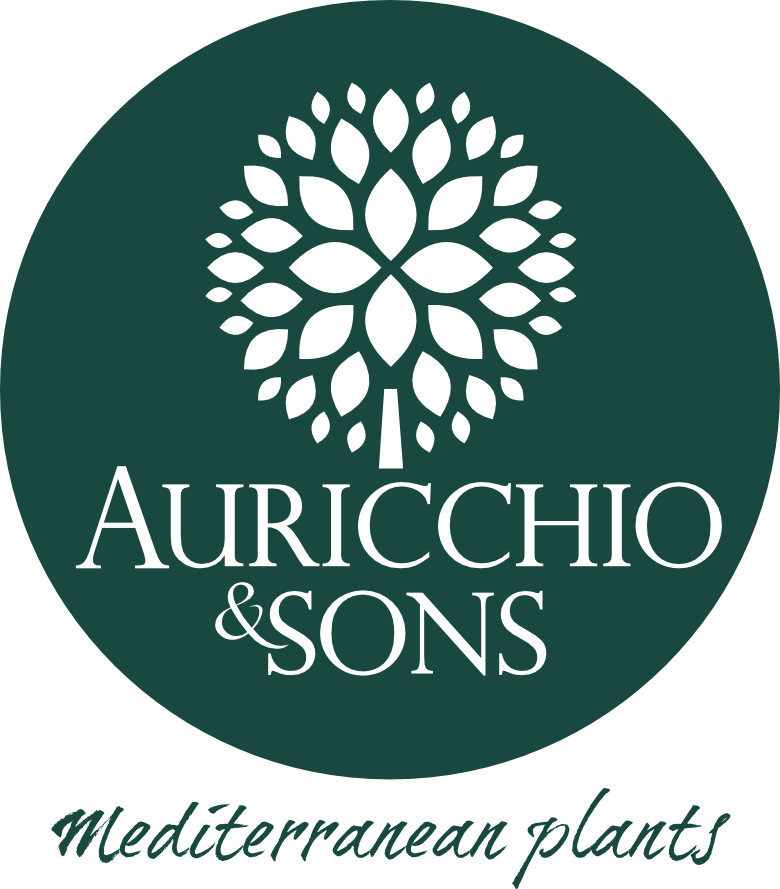 logo AURICCHIO MICHELANGELO